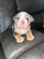 French Bulldog Puppies for sale in Decatur, GA 30034, USA. price: $5,500