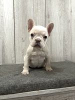 French Bulldog Puppies for sale in Lancaster, California. price: $2,000