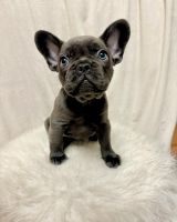 French Bulldog Puppies for sale in Orlando, Florida. price: $3,000
