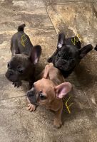 French Bulldog Puppies for sale in Palmdale, CA, USA. price: $1,500