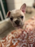 French Bulldog Puppies for sale in Baton Rouge, Louisiana. price: $4,000