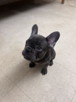 French Bulldog Puppies for sale in Austin, Texas. price: $3,000