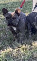 French Bulldog Puppies for sale in Bakersfield, California. price: NA