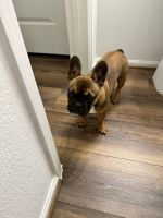 French Bulldog Puppies for sale in Conroe, Texas. price: $3,000