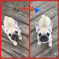 French Bulldog Puppies for sale in Idaho Falls, ID, USA. price: $4,000