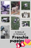 French Bulldog Puppies for sale in Bakersfield, California. price: NA