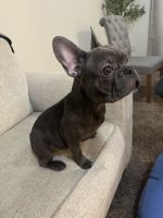 French Bulldog Puppies for sale in Fresno, California. price: $700