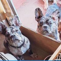 French Bulldog Puppies for sale in Las Cruces, New Mexico. price: $3,000