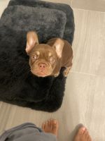 French Bulldog Puppies for sale in Davie, Florida. price: $8,000