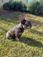 French Bulldog Puppies for sale in Palmdale, CA, USA. price: $2,500