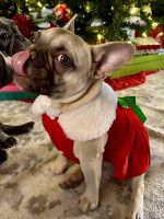 French Bulldog Puppies for sale in Spartanburg, South Carolina. price: $4,000