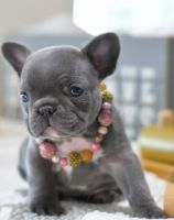 French Bulldog Puppies for sale in Brooklyn, New York. price: $1,500