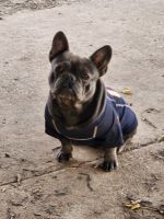 French Bulldog Puppies for sale in Bolingbrook, Illinois. price: $1,000