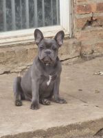 French Bulldog Puppies for sale in Bolingbrook, Illinois. price: $2,500