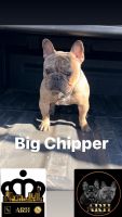 French Bulldog Puppies for sale in Monroe, NC, USA. price: $3,500