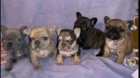 French Bulldog Puppies for sale in Rockville, Maryland. price: $3,000