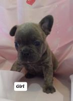 French Bulldog Puppies for sale in Manawa, Wisconsin. price: $2,700