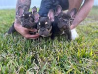 French Bulldog Puppies for sale in Davenport, Florida. price: $1,700
