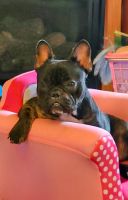 French Bulldog Puppies for sale in Benton, Tennessee. price: $3,000