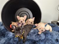 French Bulldog Puppies for sale in Mims, Florida. price: NA