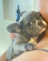 French Bulldog Puppies for sale in Houston, Texas. price: $3,500