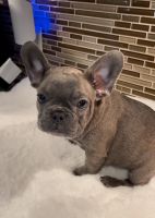 French Bulldog Puppies for sale in Houston, Texas. price: $3,500