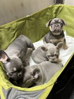 French Bulldog Puppies for sale in Pensacola, Florida. price: $4,500