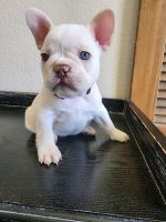 French Bulldog Puppies for sale in El Paso, Texas. price: $1,800