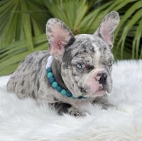 French Bulldog Puppies for sale in North Miami Beach, Florida. price: $3,500