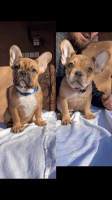 French Bulldog Puppies for sale in Albuquerque, New Mexico. price: $2,000