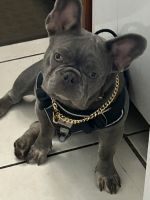 French Bulldog Puppies for sale in Margate, Florida. price: NA