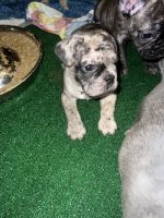French Bulldog Puppies for sale in Novi, MI, USA. price: $3,000