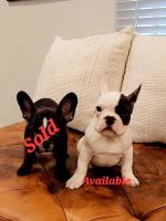French Bulldog Puppies for sale in Nashville, Tennessee. price: NA