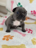 French Bulldog Puppies for sale in Cape Coral, Florida. price: $2,500