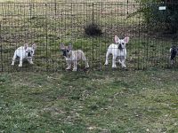 French Bulldog Puppies for sale in King George, Virginia. price: $2,000
