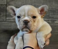 French Bulldog Puppies for sale in  VT, Vermont. price: $4,500