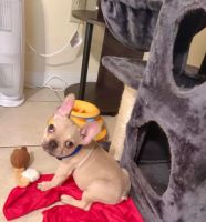 French Bulldog Puppies for sale in Orlando, Florida. price: $2,300