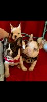 French Bulldog Puppies for sale in Chicago, IL, USA. price: NA