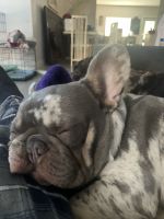 French Bulldog Puppies for sale in Margate, Florida. price: $3,000