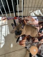 French Bulldog Puppies for sale in Central Islip, New York. price: $3,000