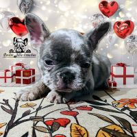 French Bulldog Puppies for sale in Maywood, Illinois. price: $3,000