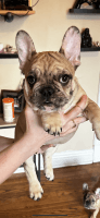 French Bulldog Puppies for sale in Albany, New York. price: $3,200