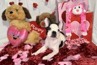 French Bulldog Puppies for sale in Dallas, Texas. price: $1,800