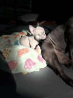 French Bulldog Puppies for sale in East Los Angeles, California. price: $1,200