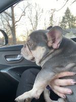 French Bulldog Puppies for sale in Hickory, North Carolina. price: NA