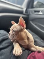 French Bulldog Puppies for sale in Miami, Florida. price: $1,800