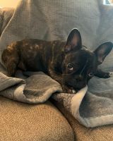 French Bulldog Puppies for sale in Greenville, South Carolina. price: $2,000