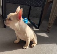 French Bulldog Puppies for sale in Orlando, Florida. price: $1,700