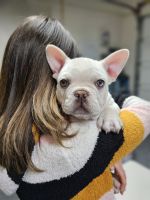 French Bulldog Puppies for sale in Ontario, California. price: NA