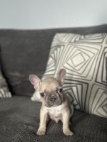 French Bulldog Puppies for sale in Calumet City, Illinois. price: $2,500